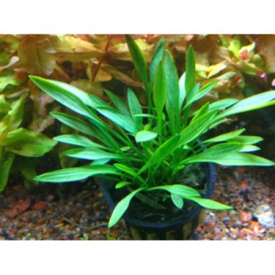 Криптокорина Парва , в горшочке